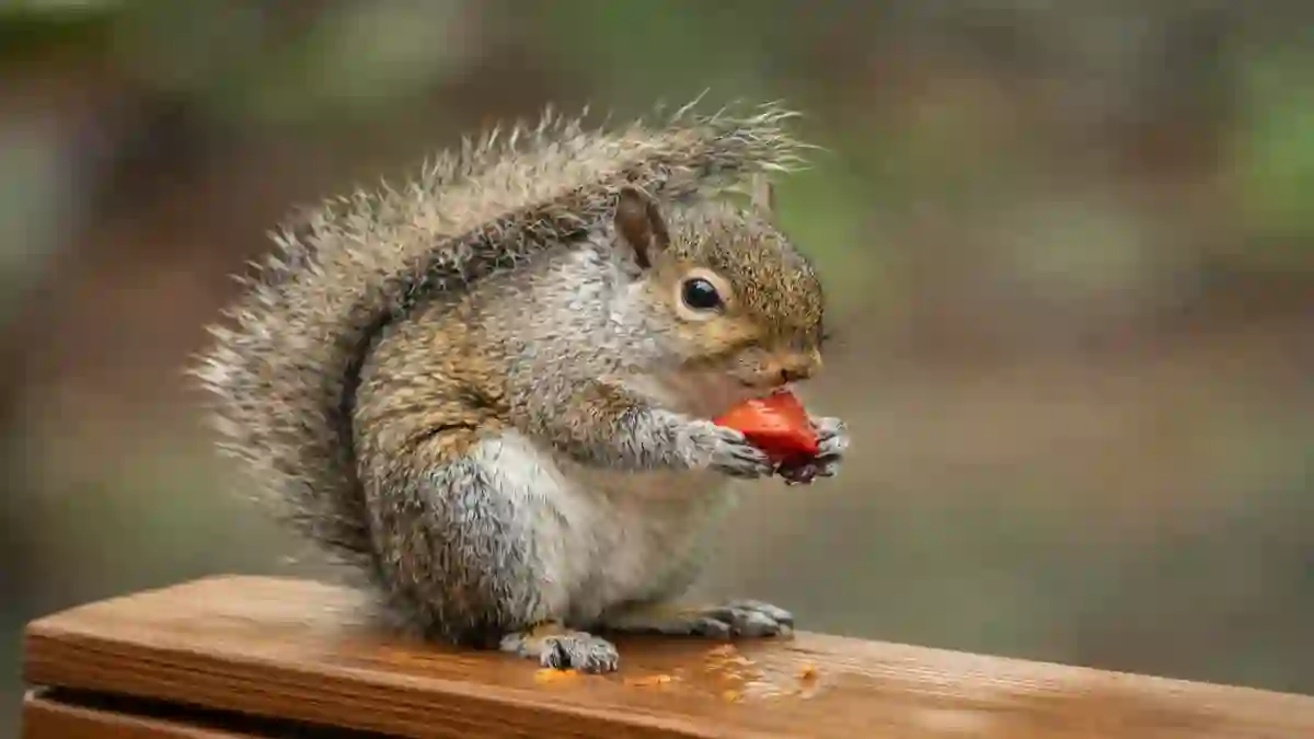 What fruits do squirrel eat